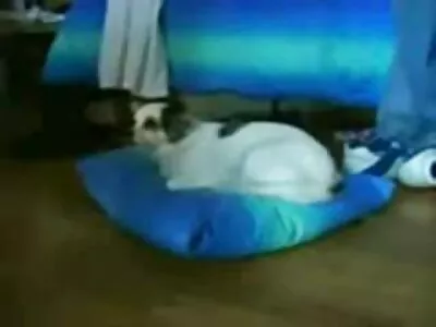 Un voisin lèche sa femme pendant que son streaming xxx gratuit mari dort